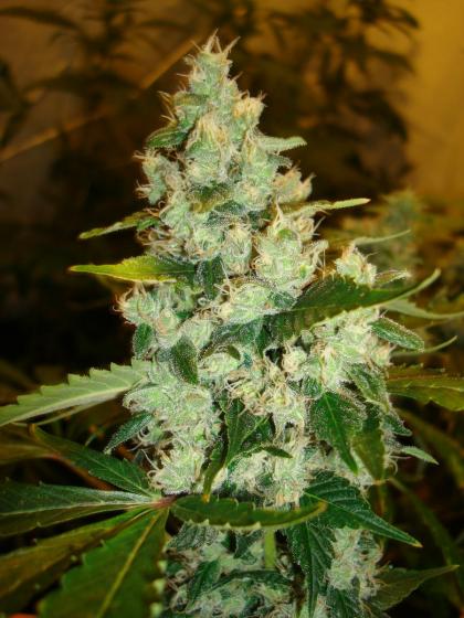 An image of Super Sour Skunk