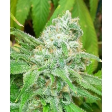 An image of Sweet Pink Grapefruit BX