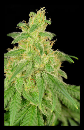 An image of CBD René