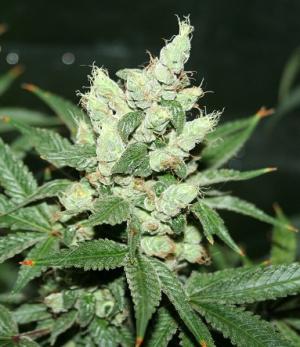 An image of Snow Diesel