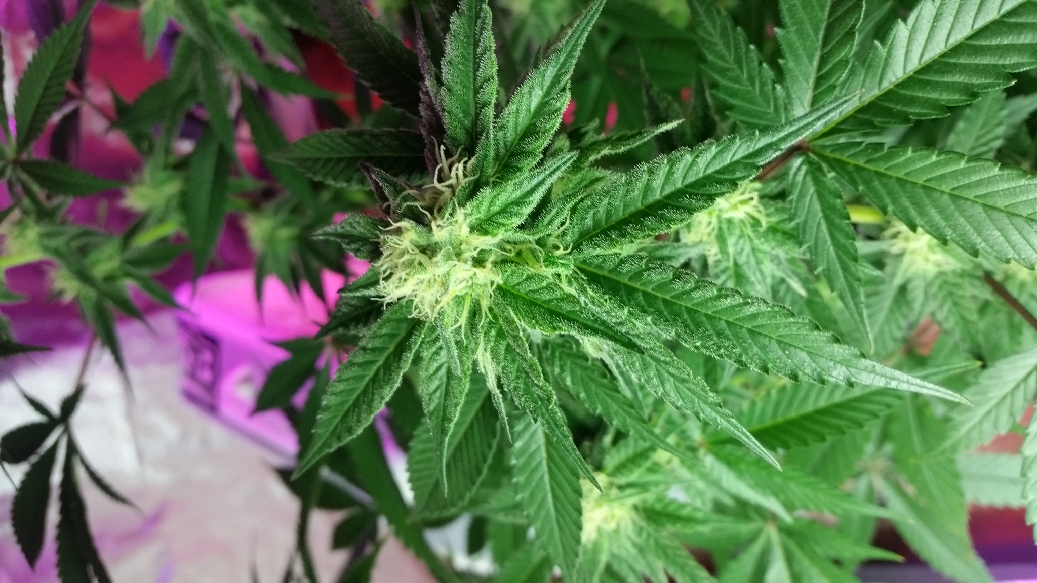 An image of Blackberry Jack