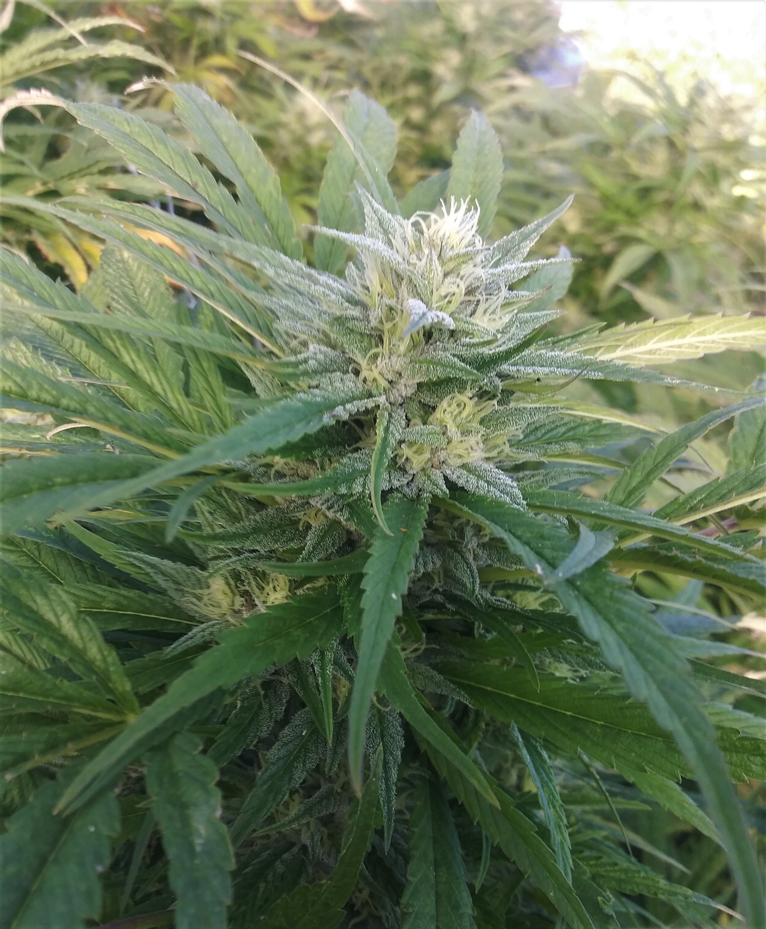An image of Cookies and Cream CBD