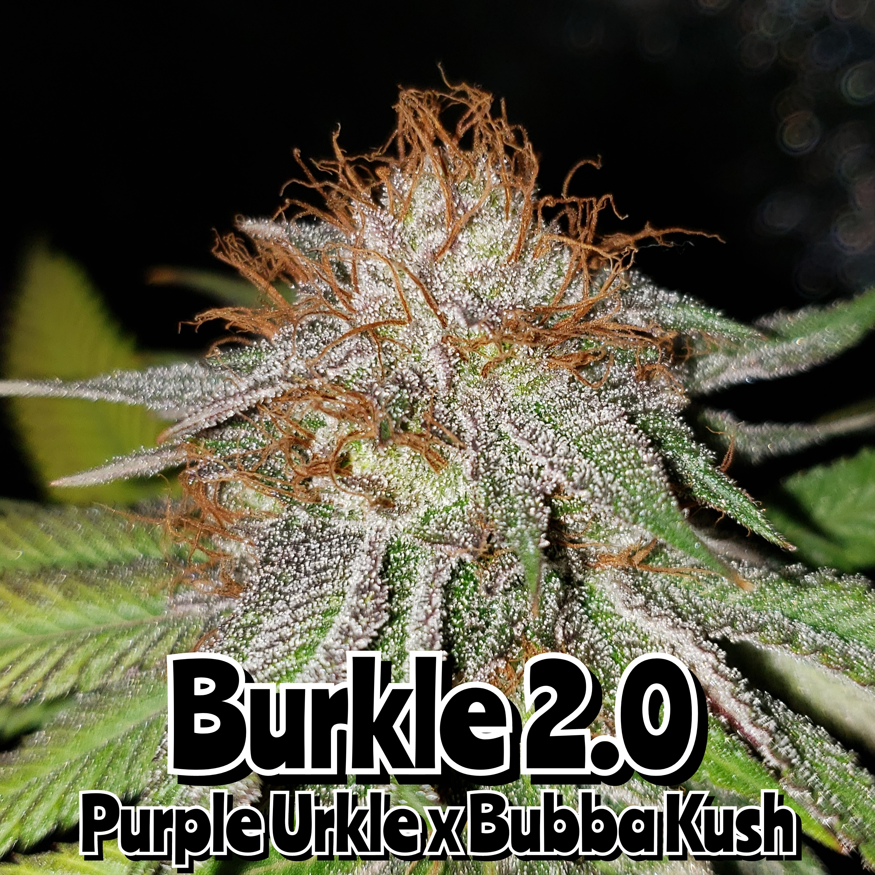 An image of Burkle 2.0