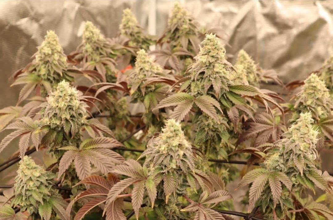 An image of Chem D X Girl Scout Cookies