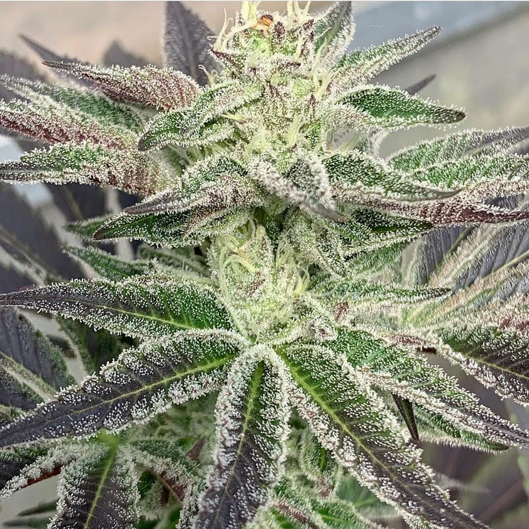 An image of Coked Out Girl Scout