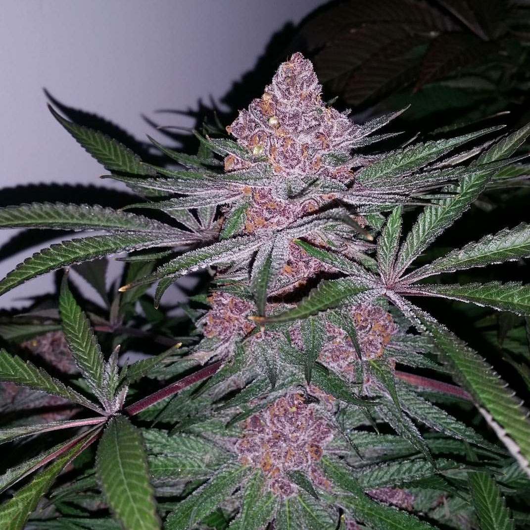 An image of Patient Zero