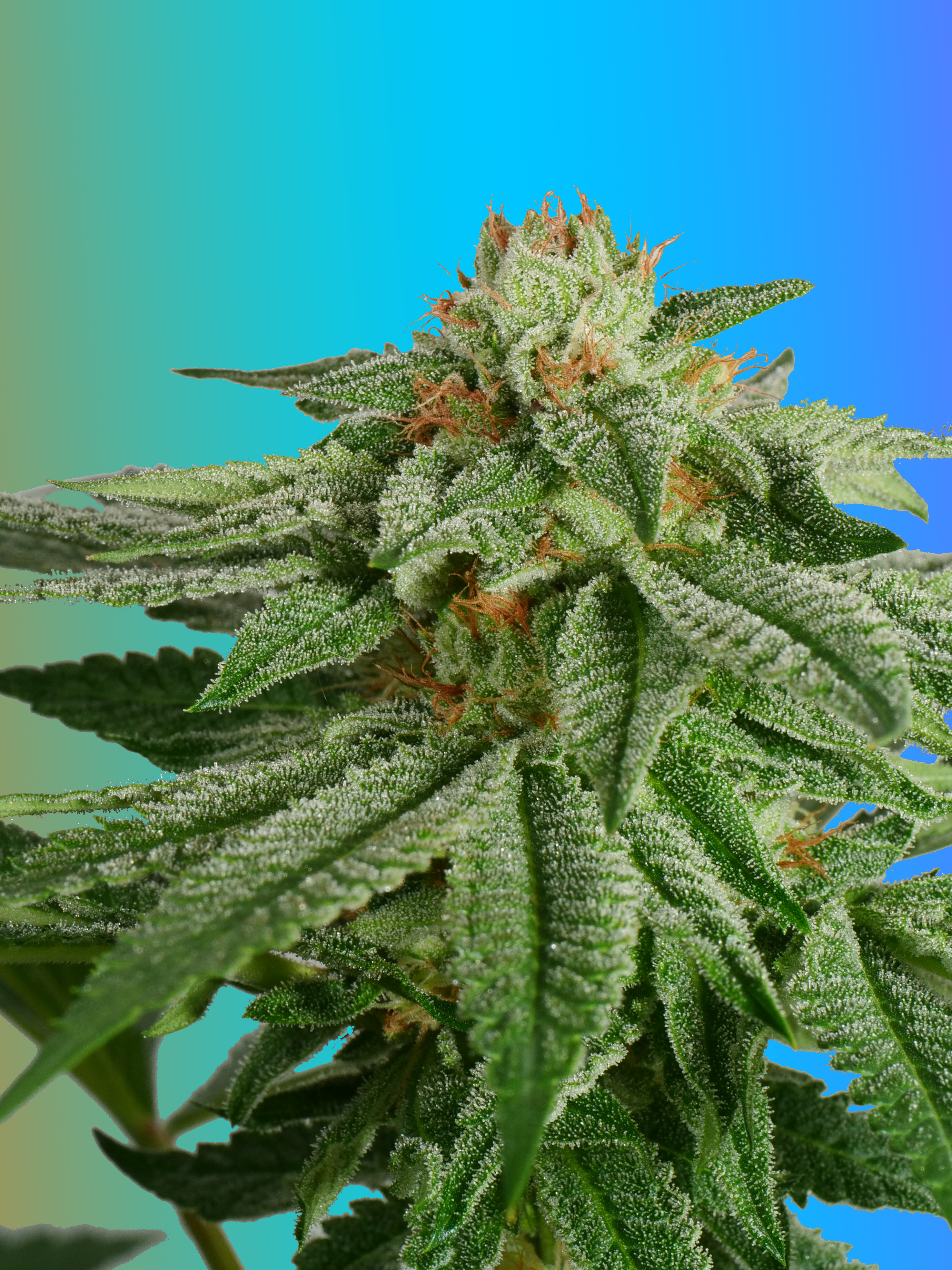 An image of Savage Purple x T1000/OFP