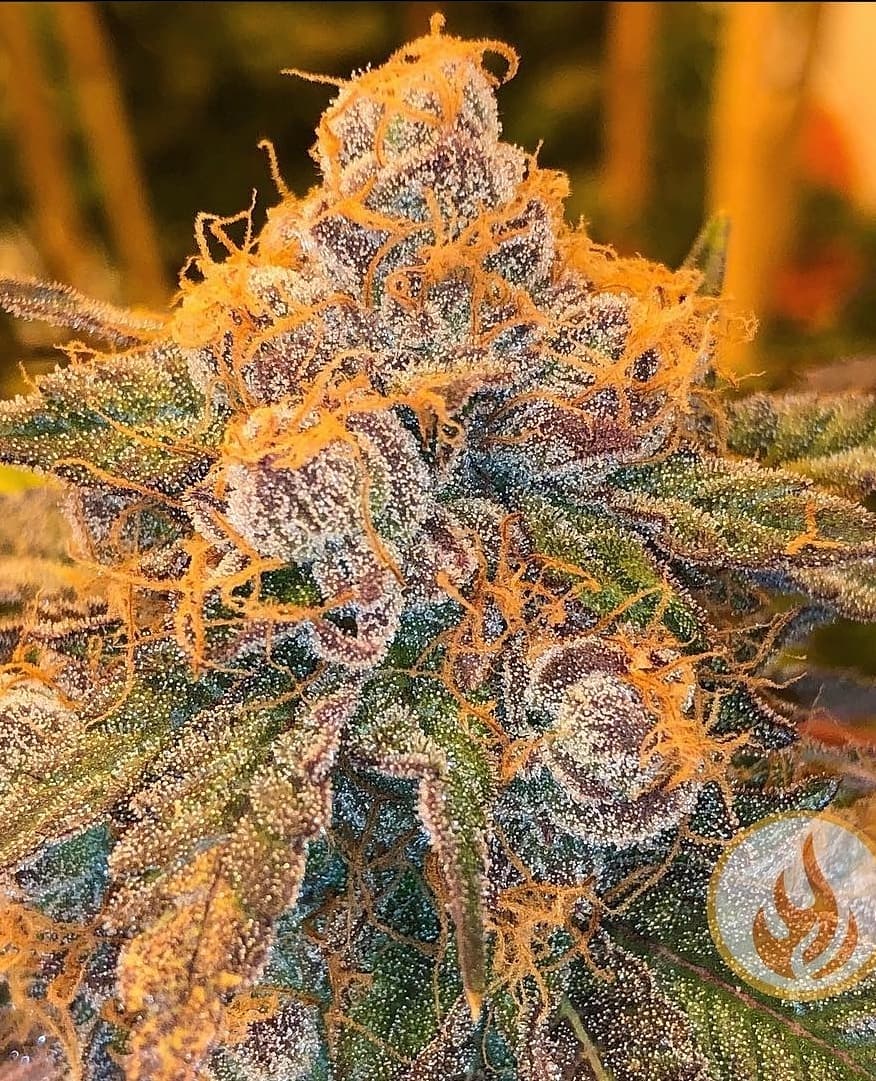 An image of Tri-County Purple