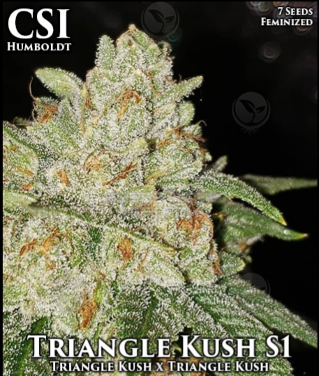 An image of Triangle Kush