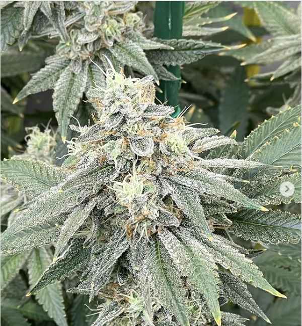 An image of Zkittlez X Lemon Party