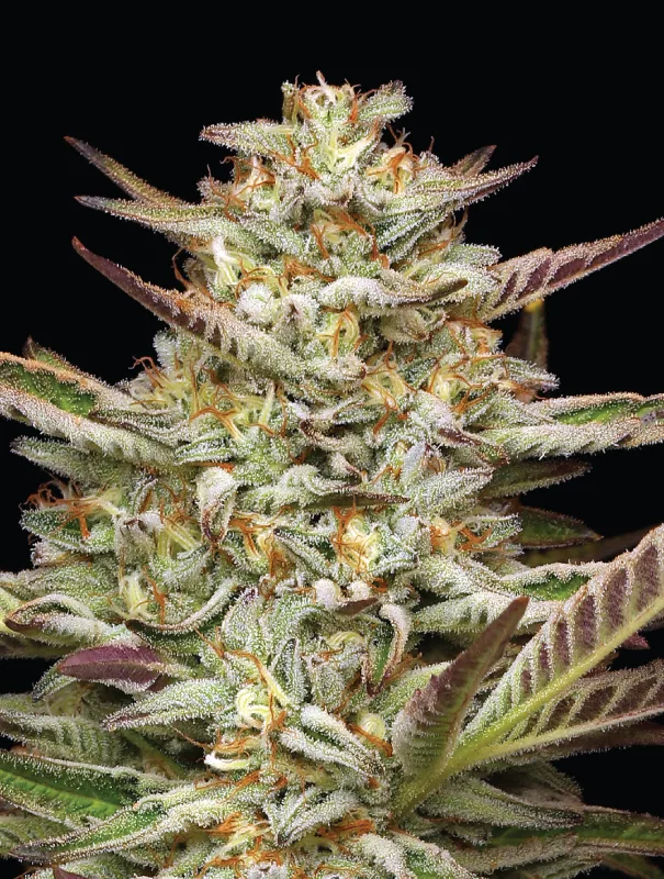 An image of Gazzurple