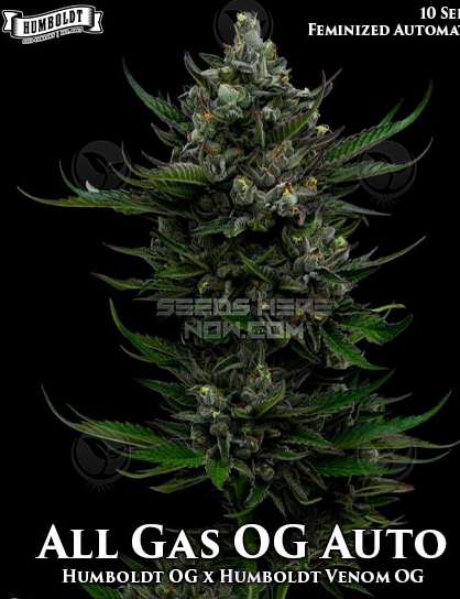 An image of All Gas OG Auto