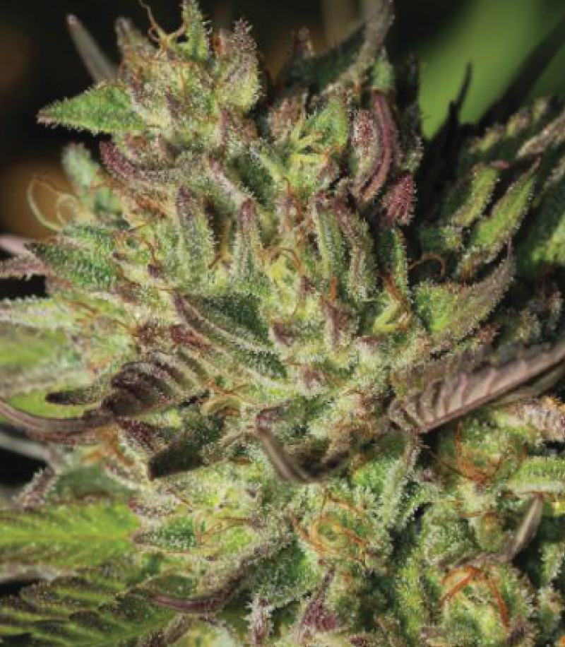 An image of Collie Man Kush