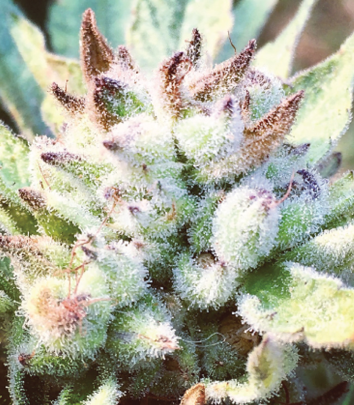 An image of Don Carlos