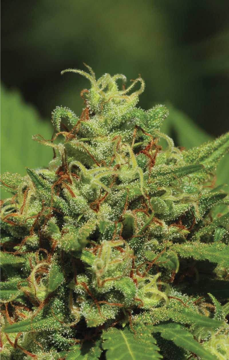 An image of Emerald Fire OG