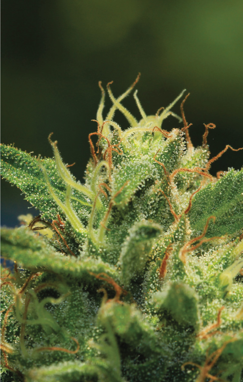 An image of Humboldt Sour Diesel