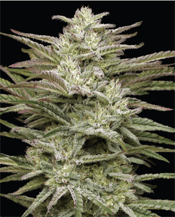 An image of Jelly Donutz Auto
