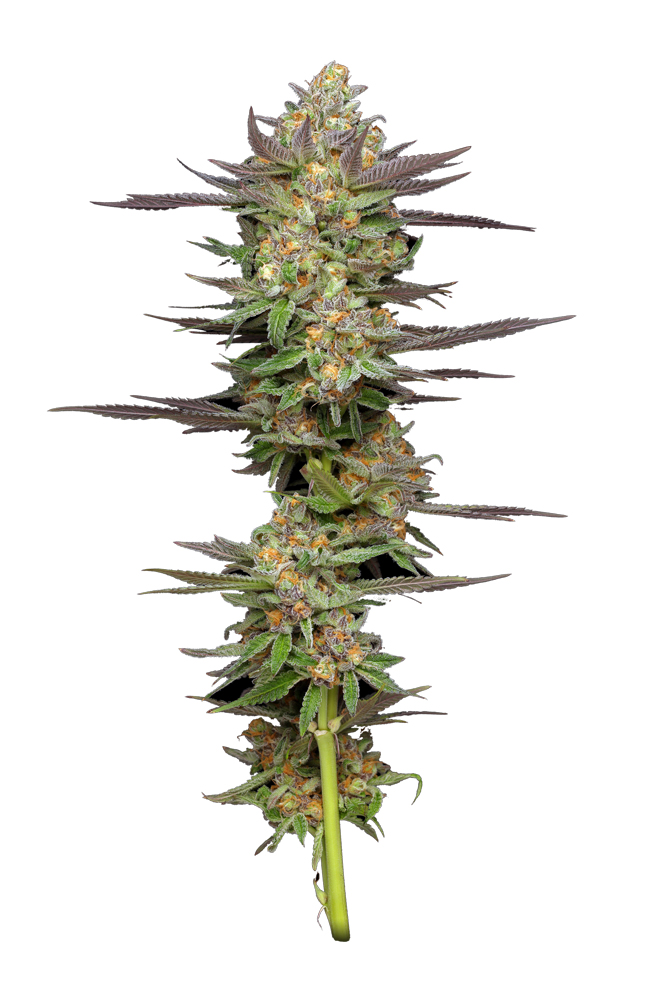 An image of Mint Jelly Auto