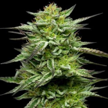 An image of Mountaintop Mint