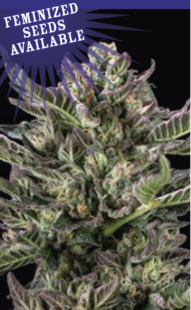 An image of Notorious THC