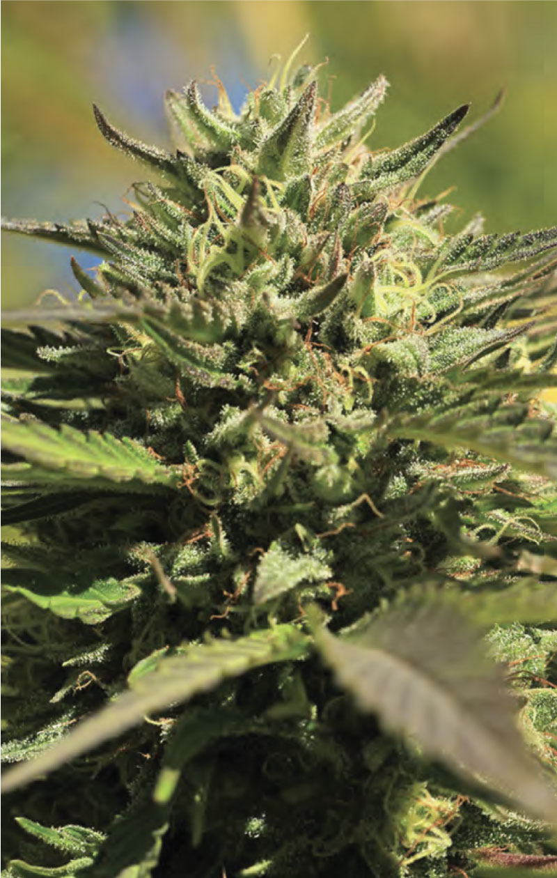 An image of OG Kush Auto