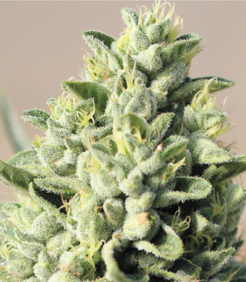 An image of Old Growth OG