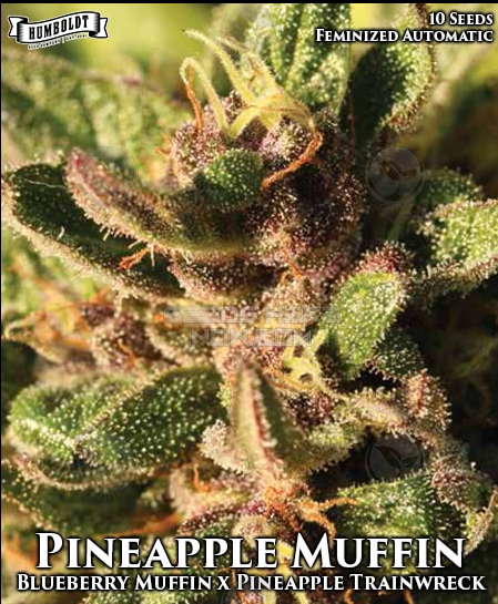 An image of Pineapple Muffin Auto
