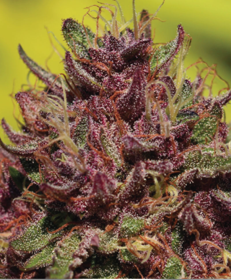 An image of Purple Mountain Majesty