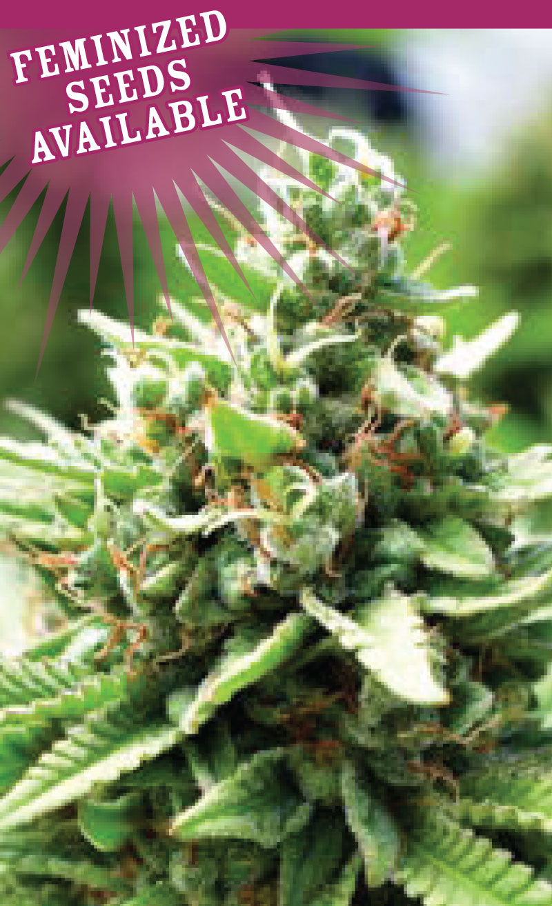 An image of Sol Mate Autoflower