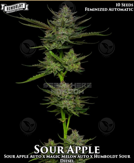 An image of Sour Apple Autoflower