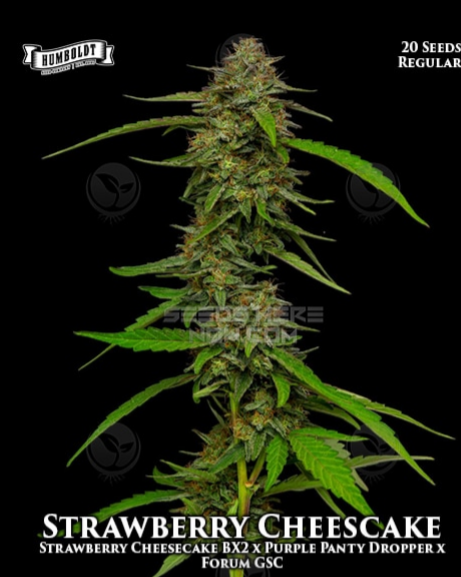An image of Strawberry Cheesecake