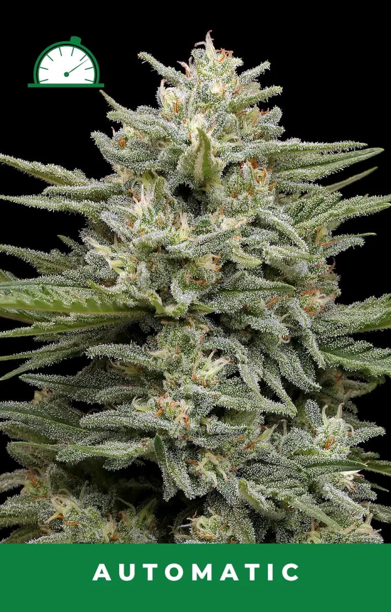 An image of Vanilla Latte Auto