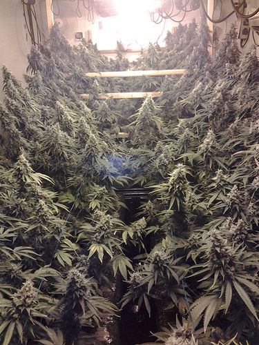 An image of Amherst Sour Diesel