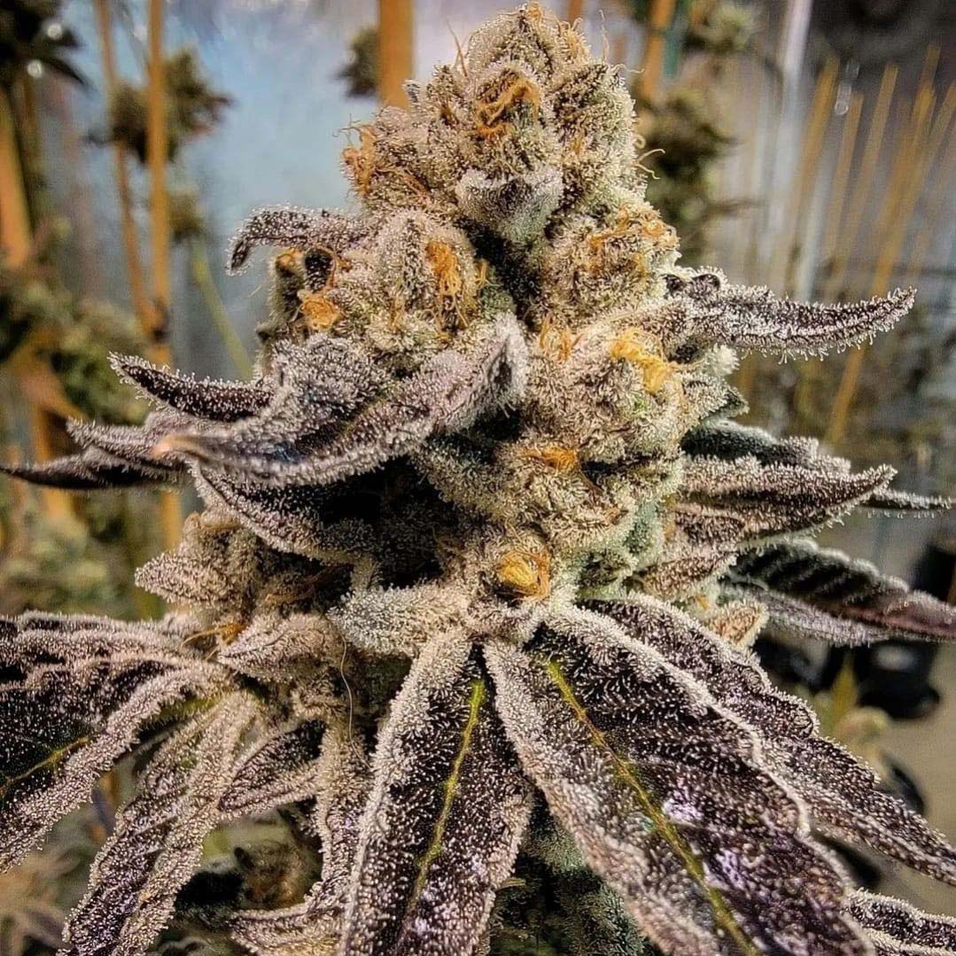 An image of Black Rainbow Sherbert