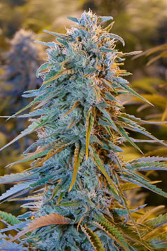 An image of Blue Dream