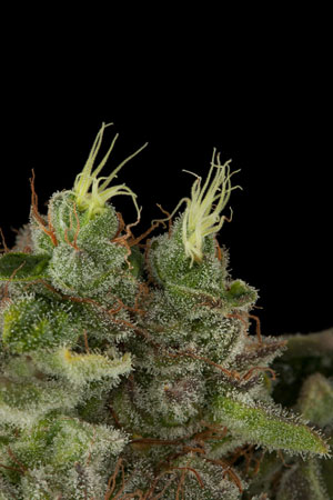 An image of Bubba Kush