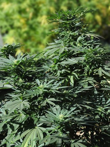 An image of Bubba Kush 2.0