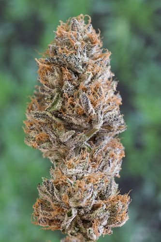 An image of Bubba's Gift