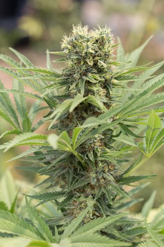 An image of Dedoverde Haze