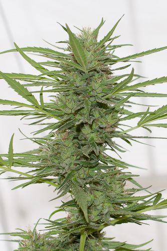 An image of Dedoverde Haze Autoflowering