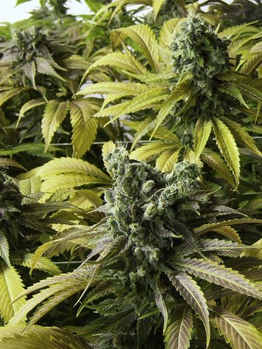 An image of Desert Diesel