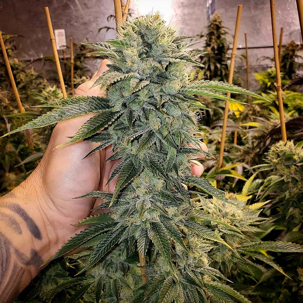 An image of Geist OG Fast Flowering