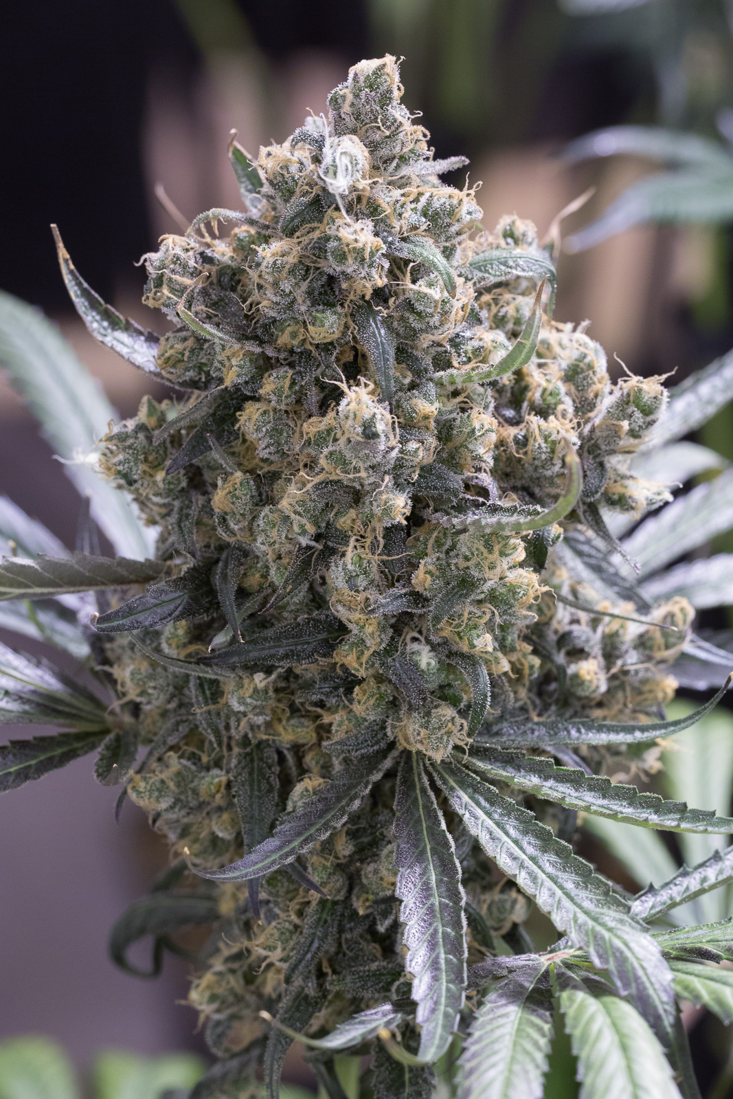 An image of Green Crack Fast Flowering