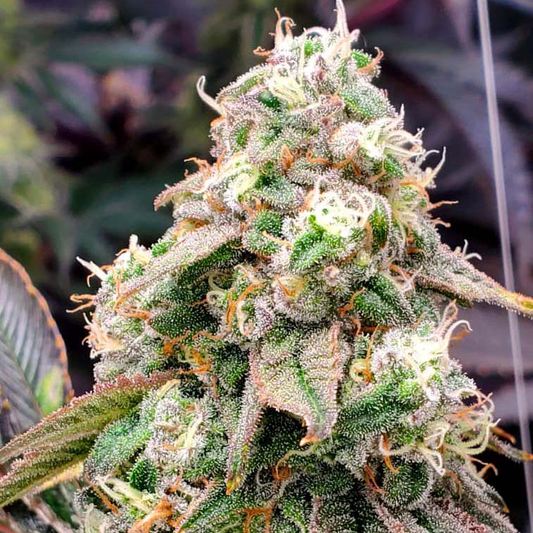 An image of Gushers Fast Flowering