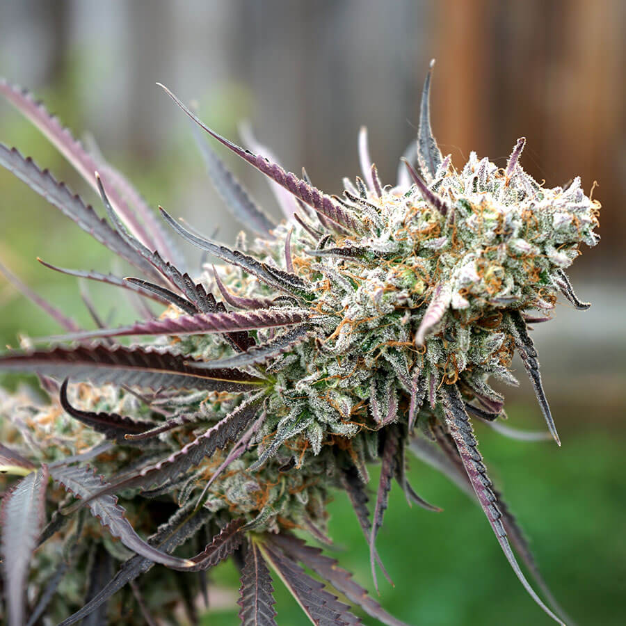 An image of Ice Cream Cake Fast Flowering