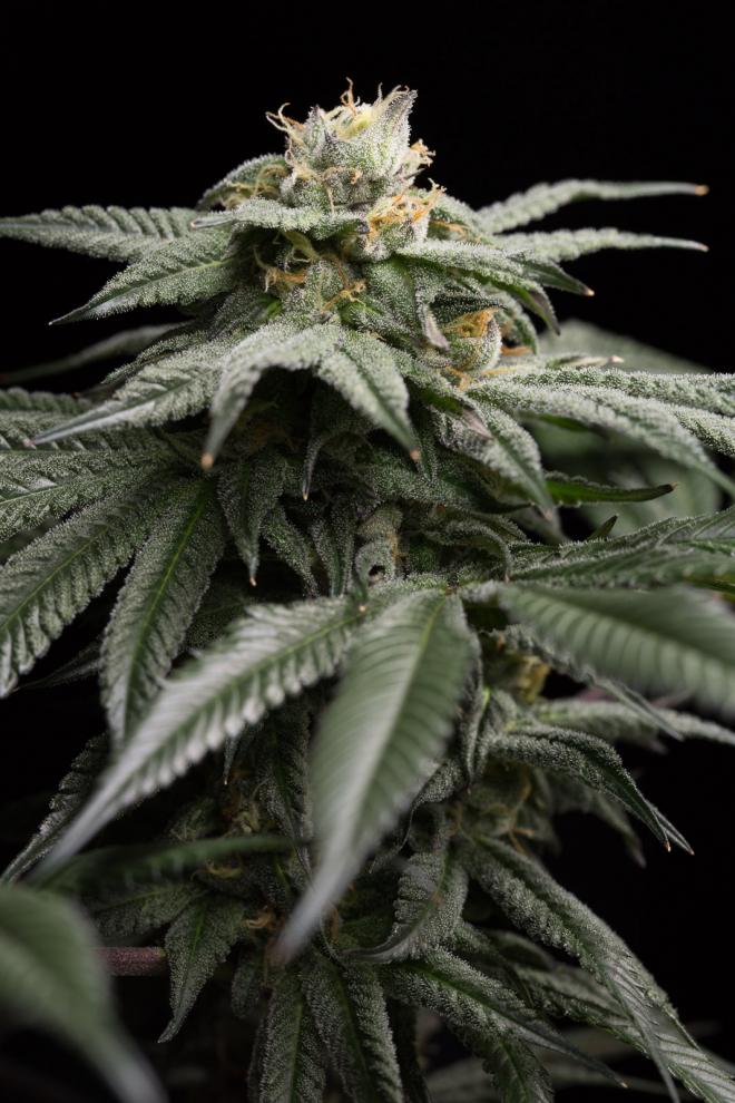 An image of L.A. Gelato