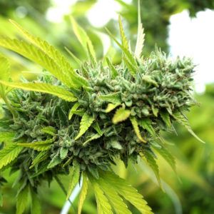 An image of Mango OG Auto