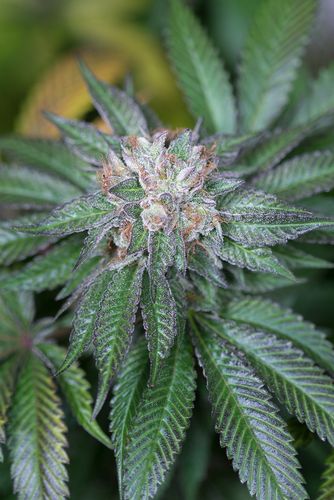 An image of Master Kush