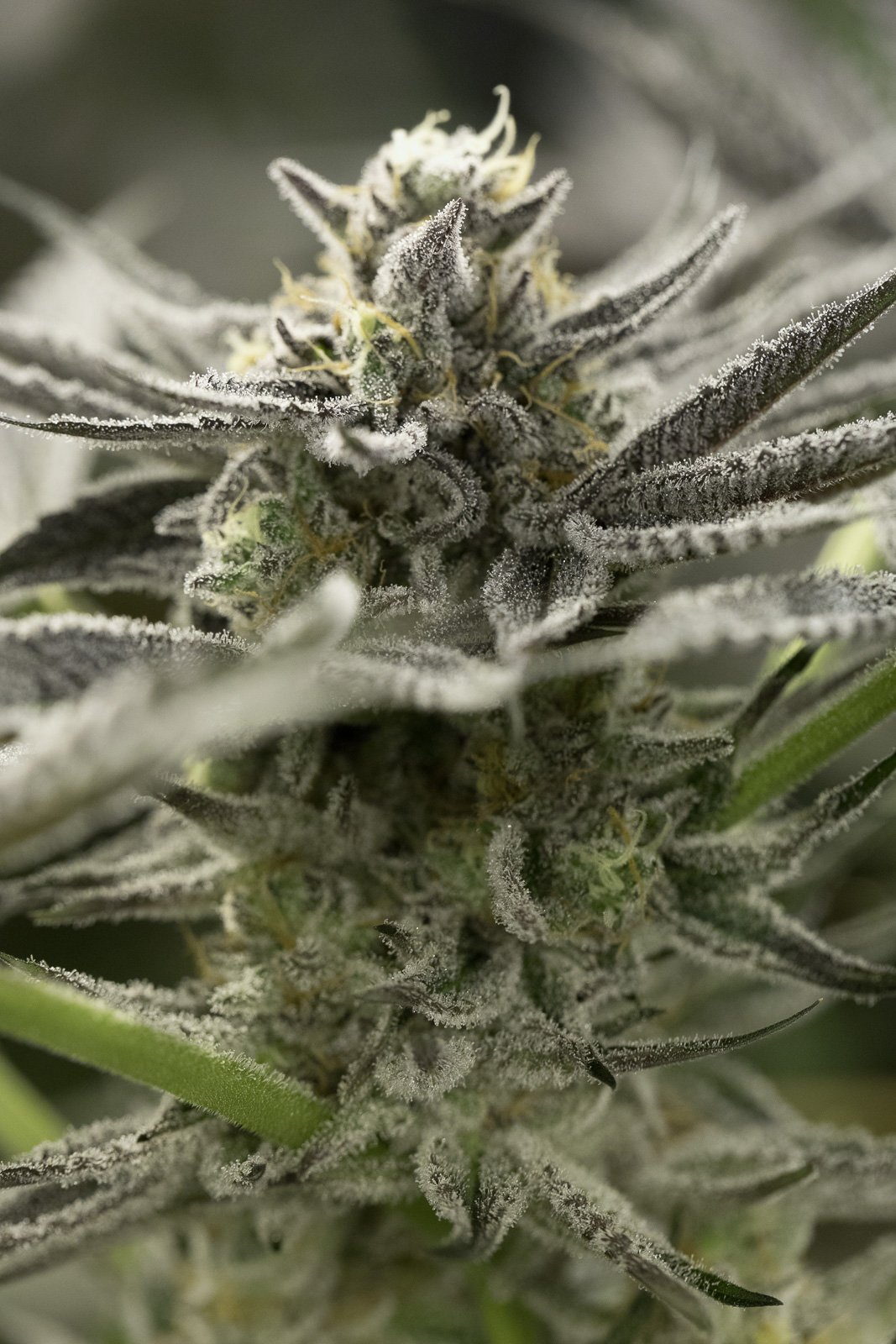 An image of OGKZ Fast Flowering