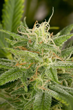 An image of OG Kush